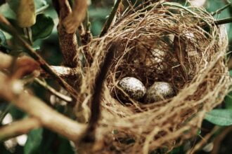 pássaros estão pondo ovos mais cedo