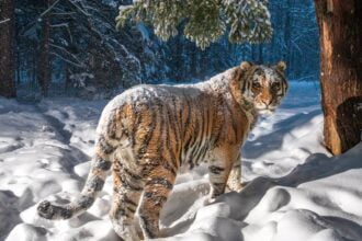 raro tigre siberiano