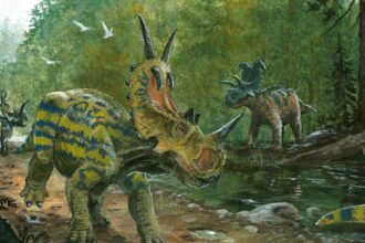 1280x720 779577 Spinops and Albertaceratops Ancient animals Dinosaurs