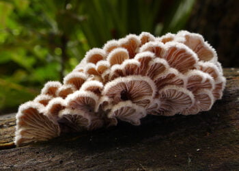 Schizophyllum commune cogumelo