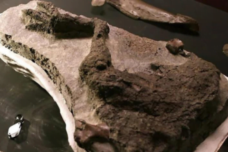 fóssil de dinossauro