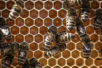 cientistas forenses testam se abelhas podem ajudar a resolver crimes