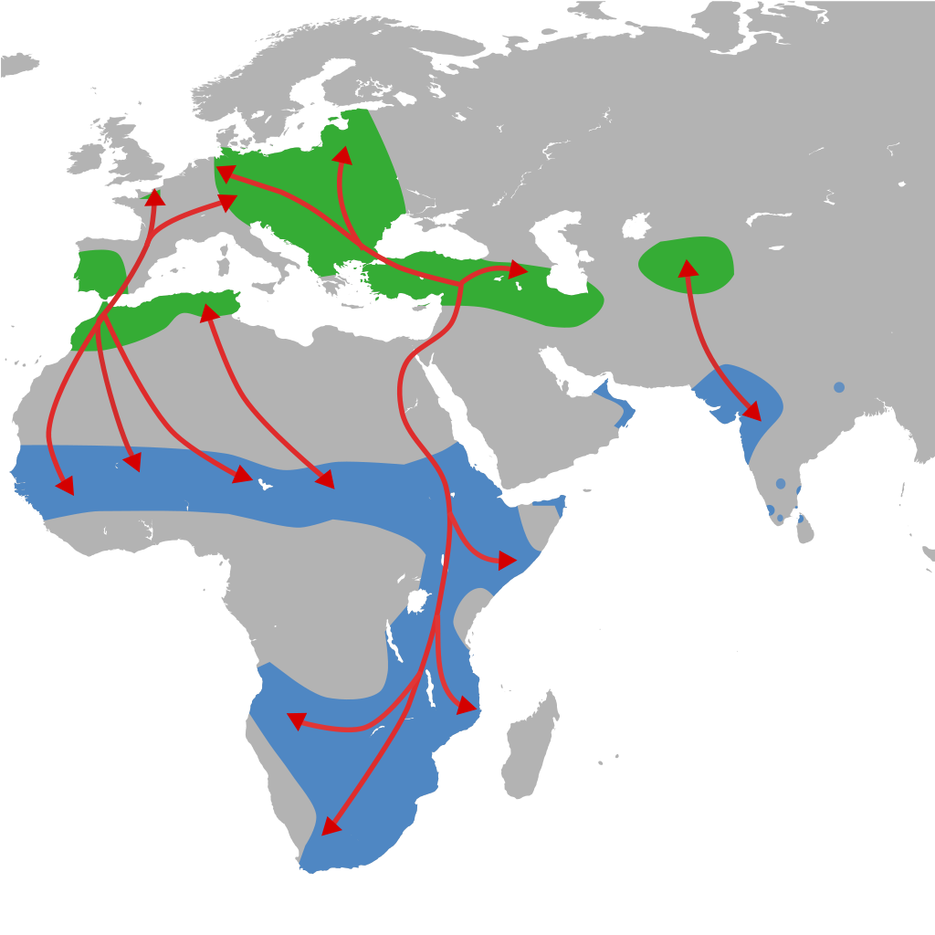 Distribuição e migração da cegonha-branca