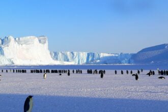 Pinguins na Antártica