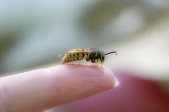 abelha picando