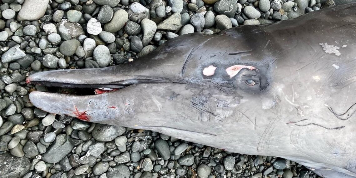 A baleia-bicuda tinha estranhos ferimentos no corpo. Imagem: Centro de Ciências Marinhas de Noyo