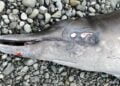 A baleia-bicuda tinha estranhos ferimentos no corpo. Imagem: Centro de Ciências Marinhas de Noyo