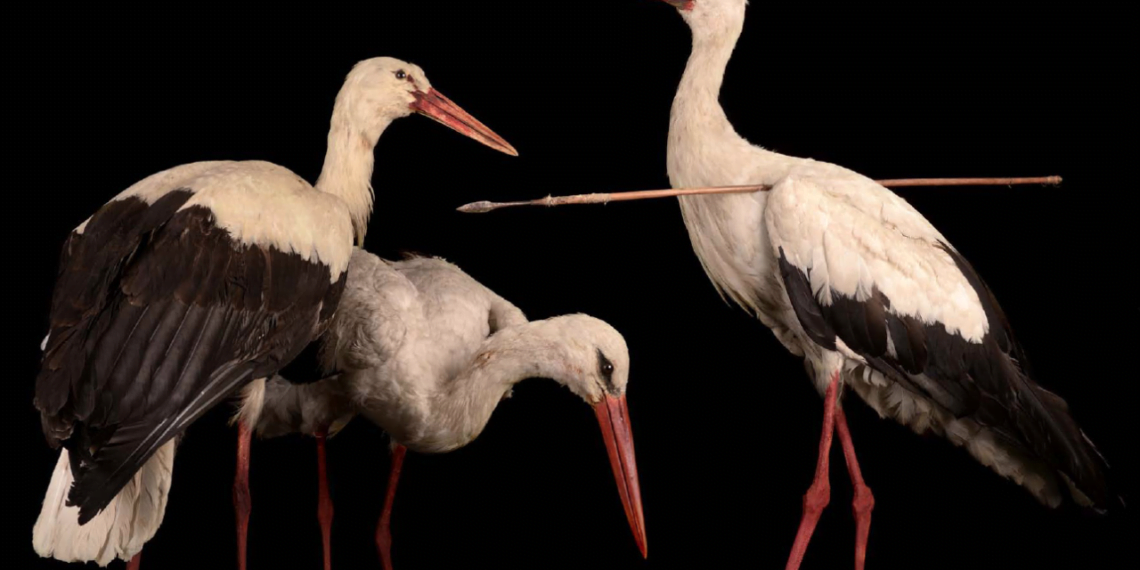 cegonha branca apunhalada ajudou a entender a migracao de aves
