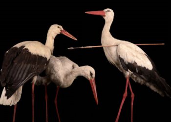 cegonha branca apunhalada ajudou a entender a migracao de aves
