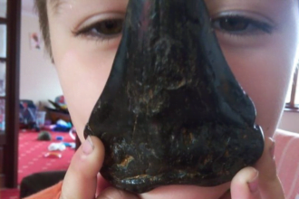 dente de megalodon encontrado por menino