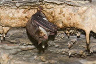 morcegos que imitam insetos