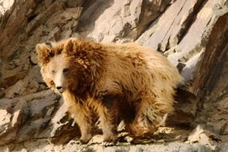 urso de gobi quase extinto