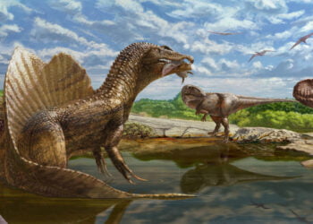 Reconstrução do ecossistema do oásis Bahariya no deserto do Saara há aproximadamente 98 milhões de anos, demonstrando a diversidade de terópodes de grande porte (dinossauros predadores). O dinossauro recém-descoberto, um abelissaurídeo ainda sem nome (à direita) confronta um Espinossauro (à esquerda, com um peixe na mandíbula) e um Carcadontossauro (centro). No fundo, um conjunto de saurópodes (herbívoros de pescoço longo) toma cuidado com os predadores, enquanto um grupo de pterossauros sobrevoa a área. Imagem: Andrew McAfee/Museu Carnegie de História Natural.
