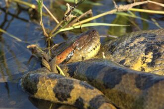 maiores cobras do mundo: anaconda-verde