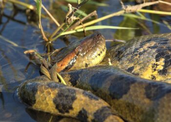 maiores cobras do mundo: anaconda-verde
