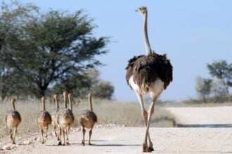 avestruz maior ave do mundo