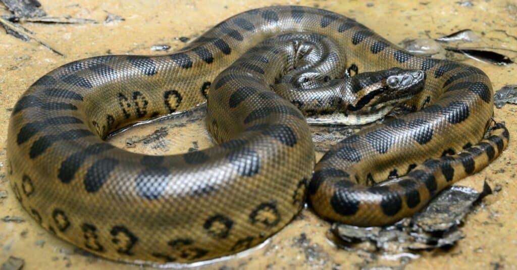 Anaconda: conheça a maior cobra que existe