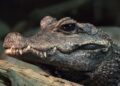 crocodilo-anão