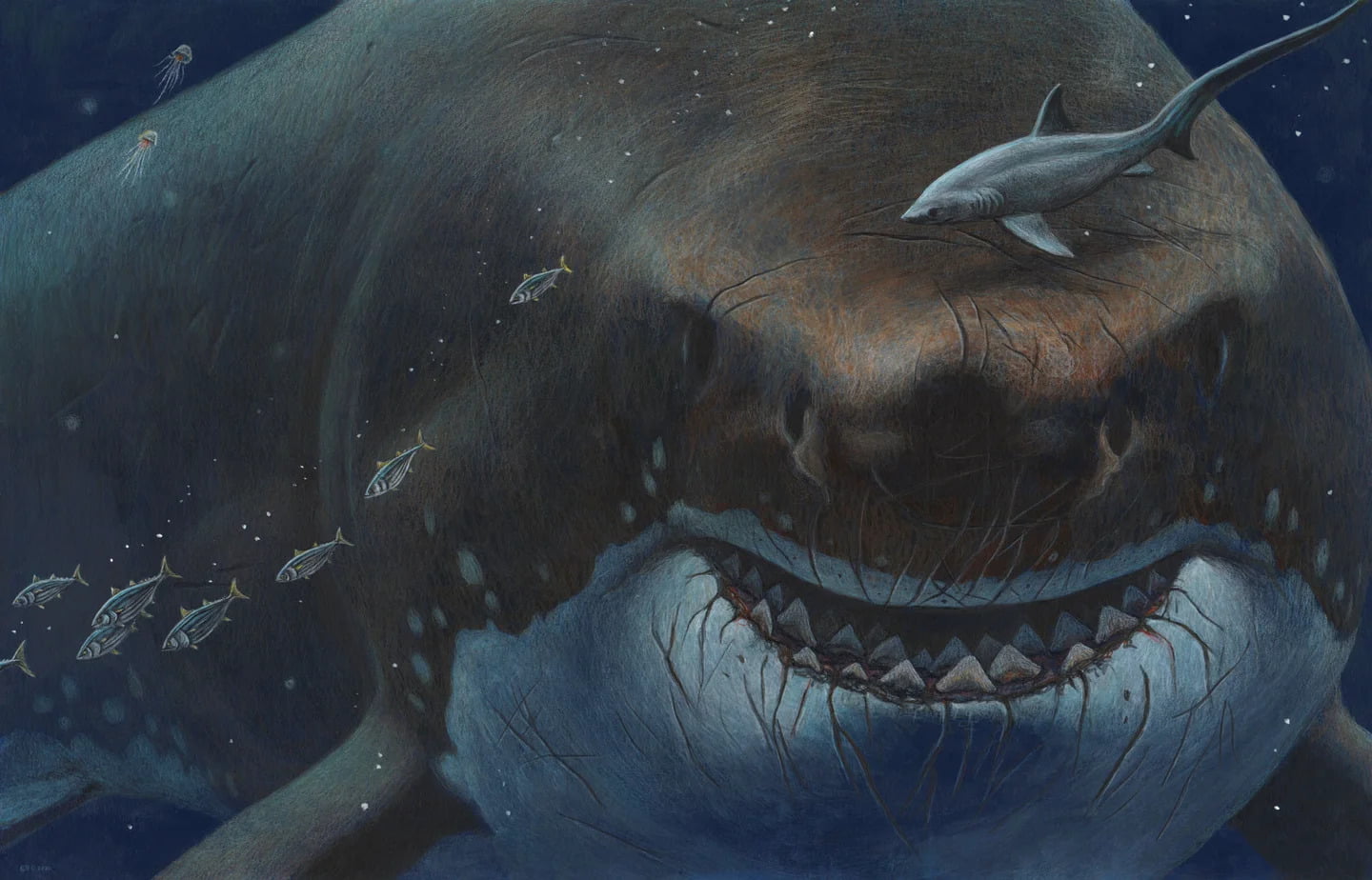 Competição com tubarõesbrancos pode ter causado extinção do megalodon