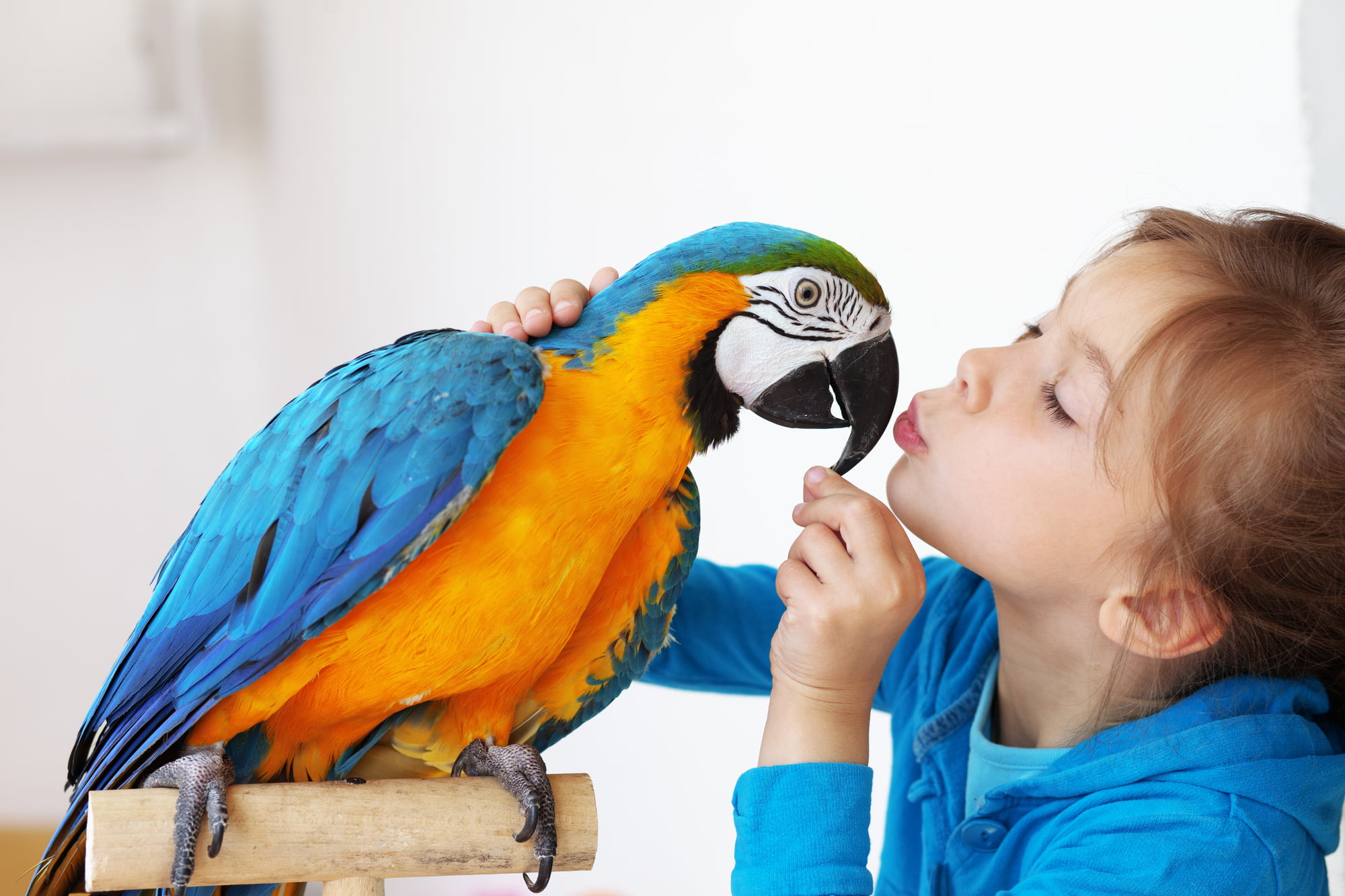 Почему попугаи говорят