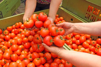 países que mais produzem tomate