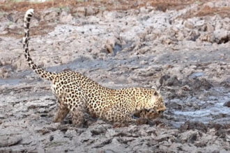 leopardo caca hipopotamos acidentalmente