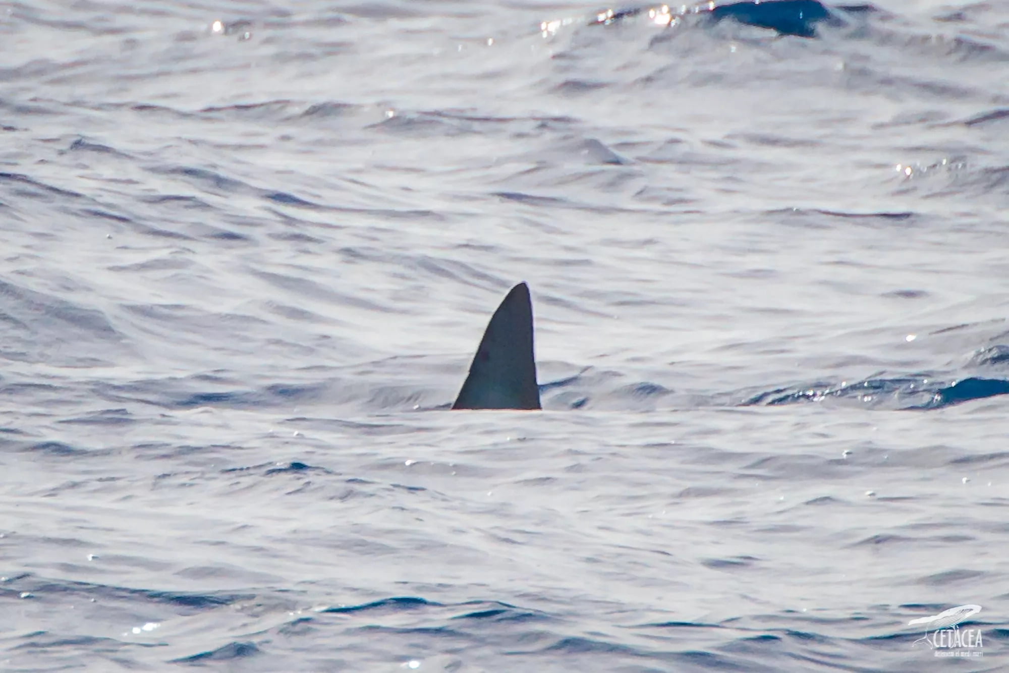 El tiburón más rápido del mundo visto en mar español