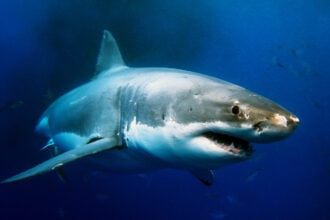 Ninguém nunca viu um tubarão-branco dar à luz
