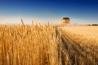 países que mais produzem trigo