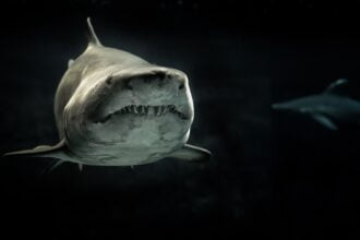 tubarões maiores que o tubarão-branco