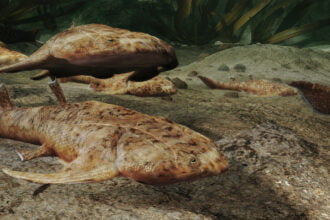 092722 cg fish fossils feat