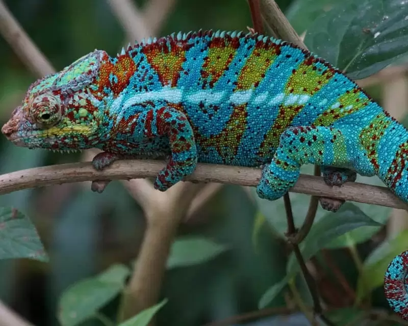 The 10 most colorful animals in the world - SHARH