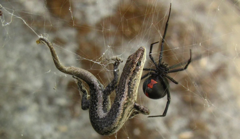 Aranha Vi Va Negra Tudo O Que Voc Precisa Saber