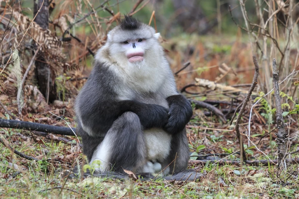 Tipos de macacos: nomes e fotos