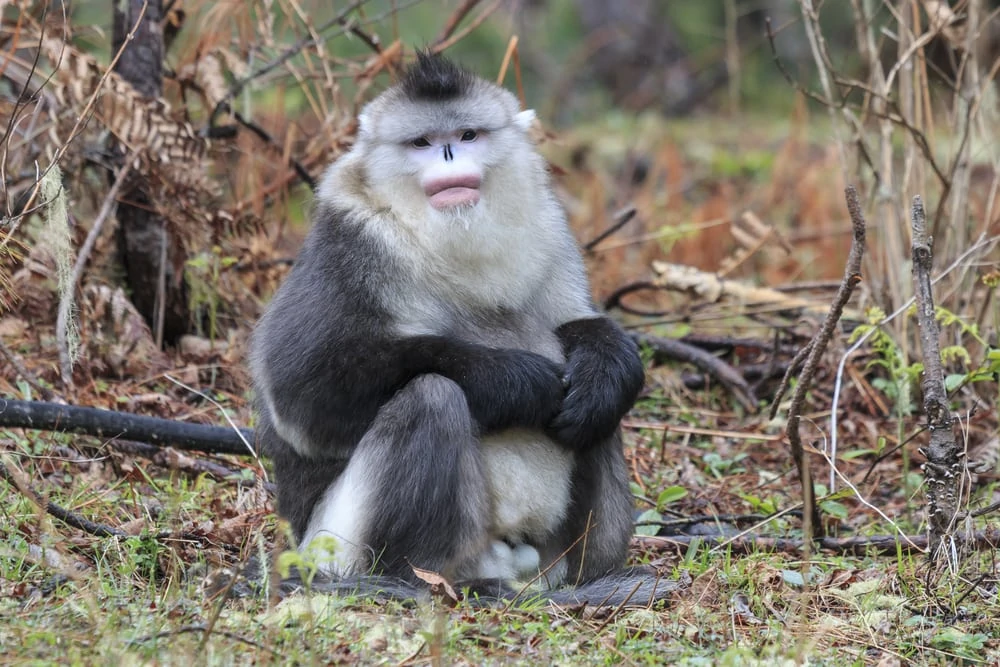 Nomes de Macacos - Nomes Científicos e Ideias de Nomes Para Macacos