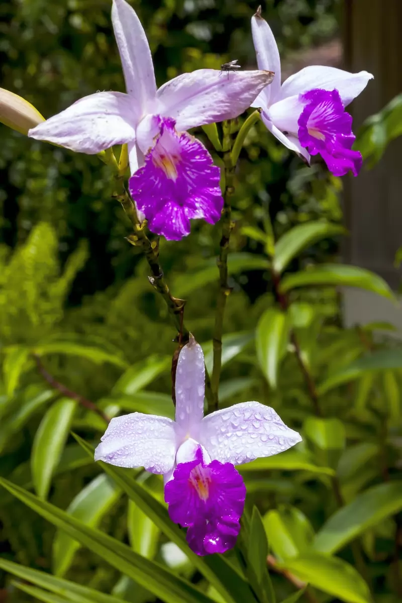 As 10 orquídeas mais lindas do mundo