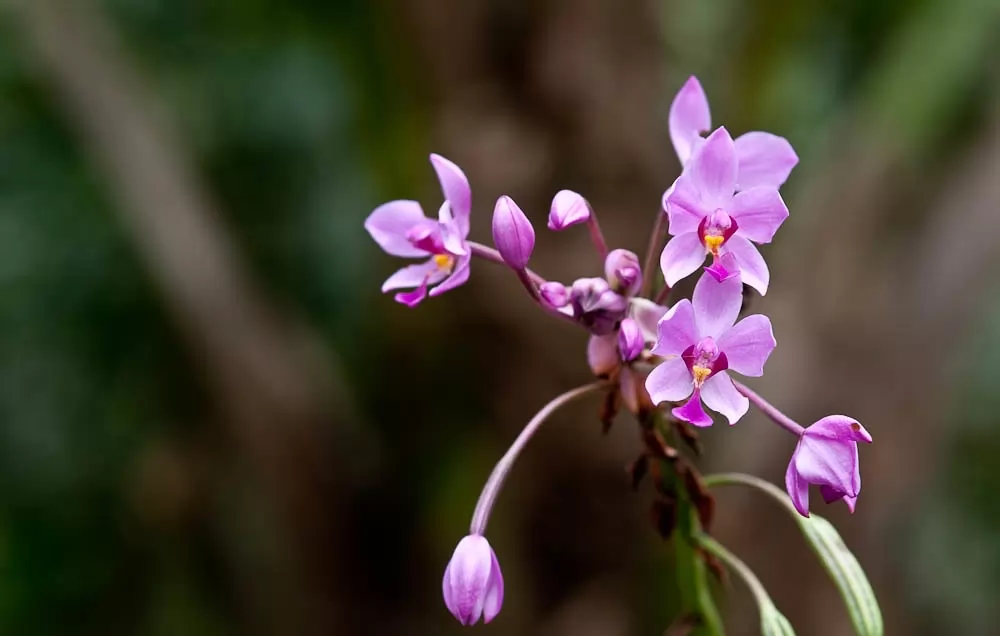 As 10 orquídeas mais lindas do mundo