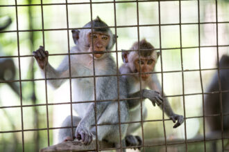 Dois macacos enjaulados em Bali