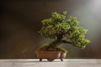 como cuidar de um bonsai