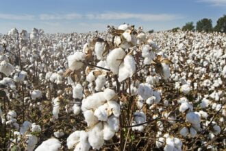 maiores produtores de algodão do mundo