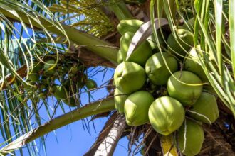 maiores produtores de coco do mundo