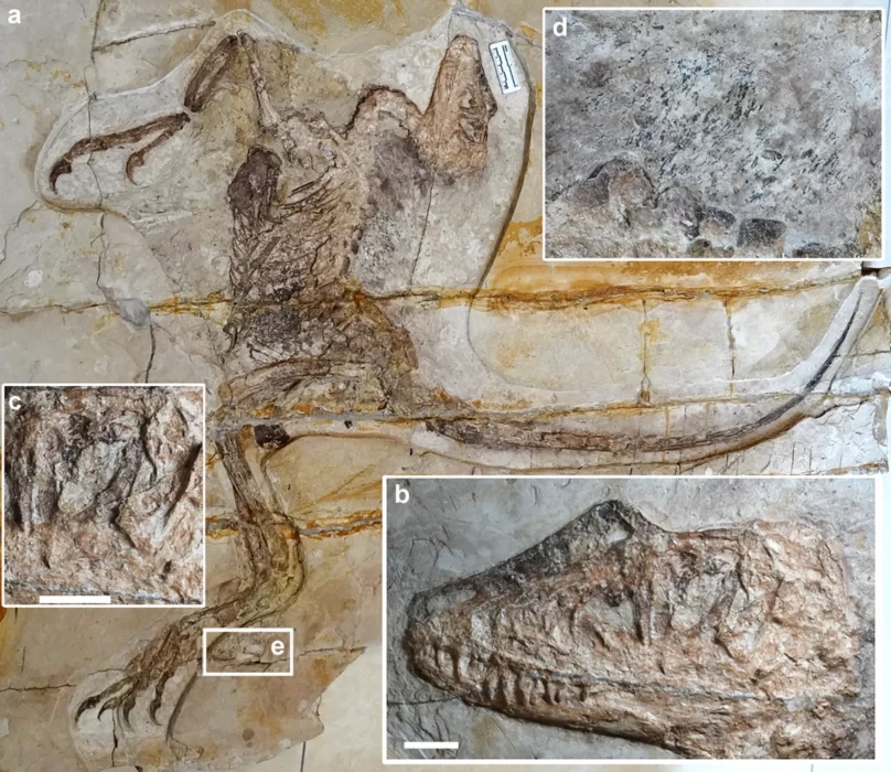 Paleontólogos descobrem nova espécie de dinossauro gigante na Catalunha,  Espanha