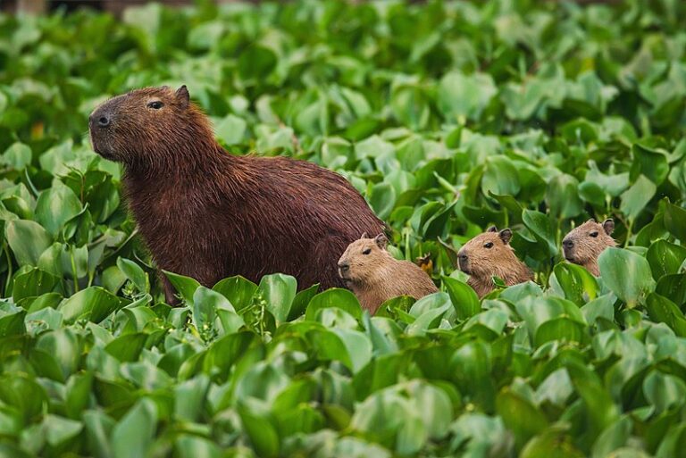 Animais Do Pantanal Conheça As Principais Espécies