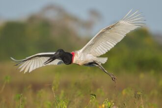 O pássaro Tuiuiú é símbolo do Pantanal. Foto: Andreas Trepte em Wikipédia