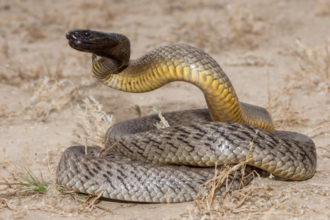 cobras mais venenosas do mundo