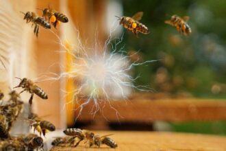 abelhas geram eletricidade