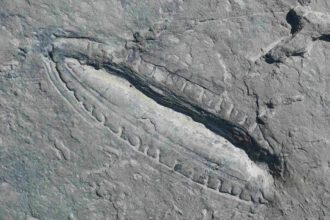 Fóssil de Kimberella