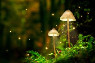 cogumelos de quintal são venenosos?