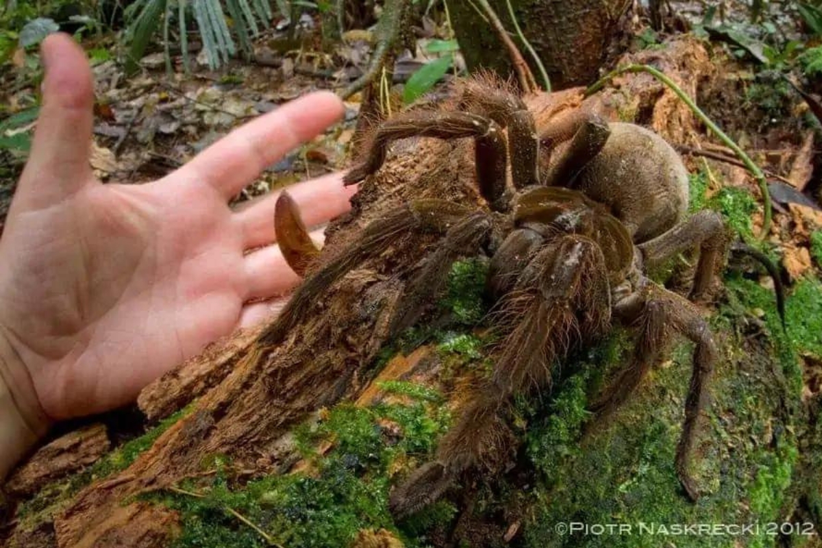 maior aranha do mundo