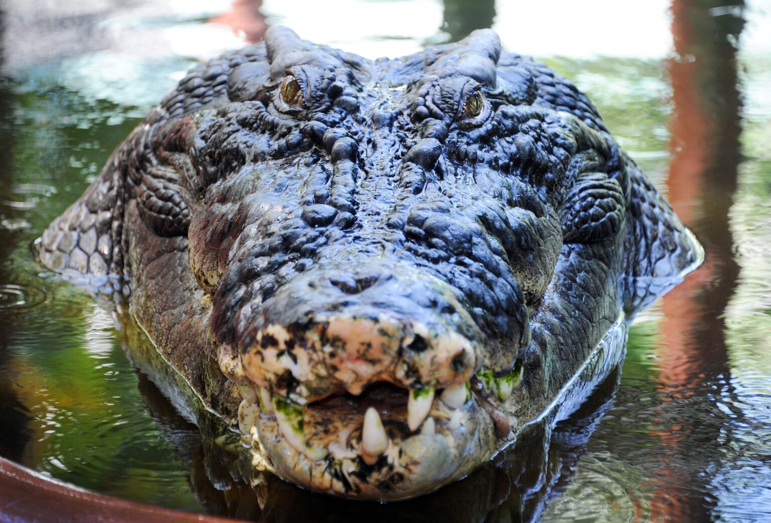 Книга рекордов природы рептилий самый. Гребнистый крокодил Кассиус. Гребнистый крокодил самый большой. Кассиус клей самый большой крокодил.